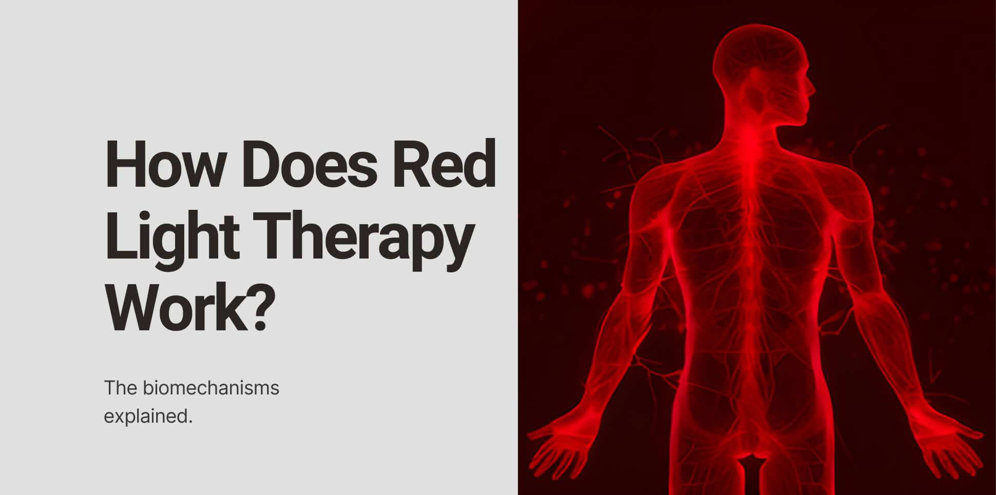 We explain the biomechanisms of red light therapy in this blog.